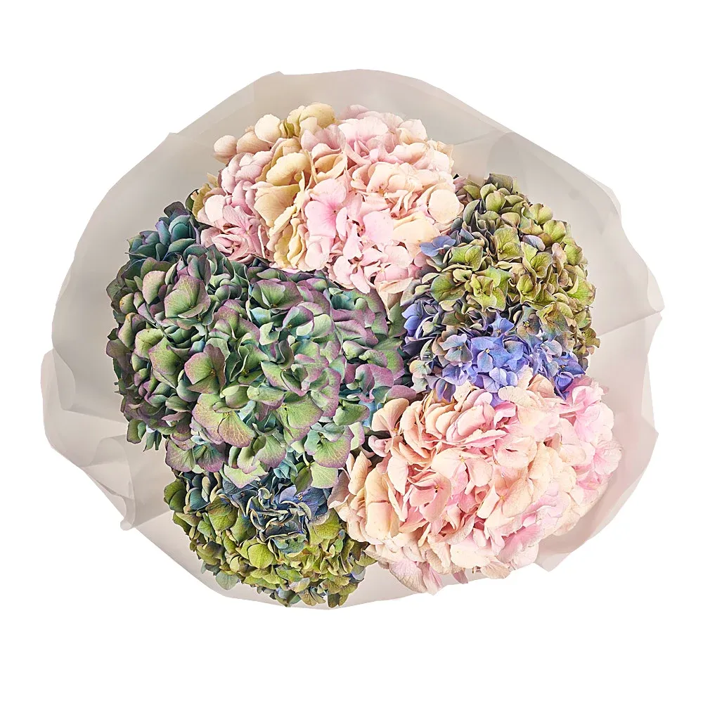 Моно букет из 5 гортензий микс №1